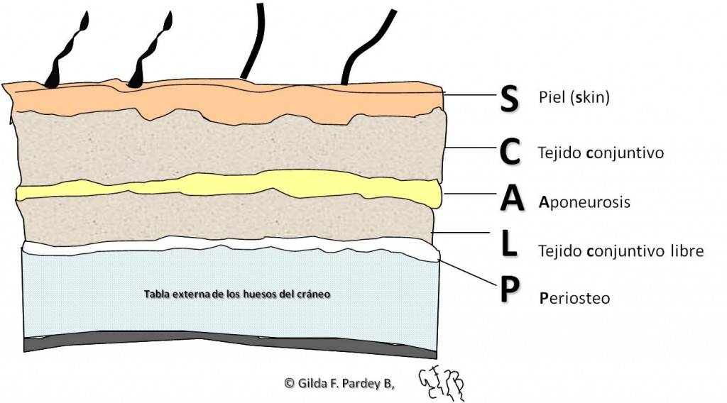 cuero cabelludo