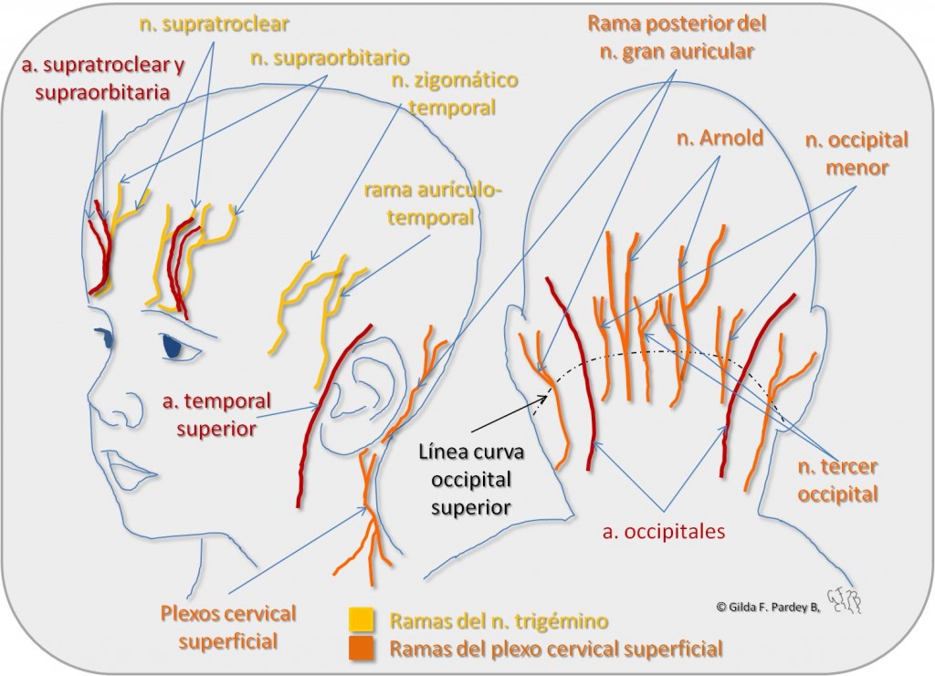 inervación e irrigación del cuero cabelludo