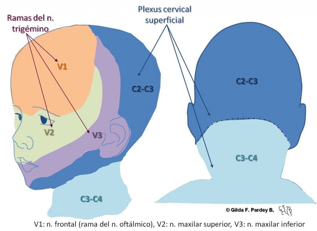 Figura 1: Territoiros de inervación del trigémino y del plexo cervical superficial